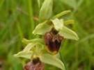 Ophrys sphegodes